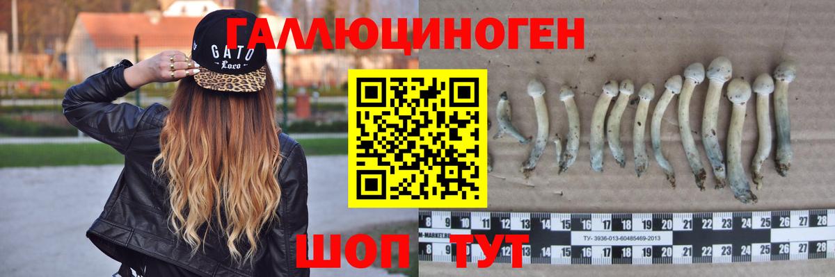 Шелехов  закладки  Псилоцибиновые грибы MAGIC MUSHROOMS  Вход с VPN  Псилоцибиновые грибы Psilocybe 